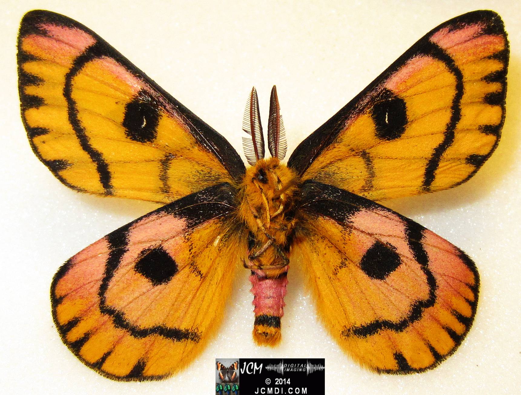Hemileuca eglanterina male (Blue Ridge population San Gabriel mts California) verso
